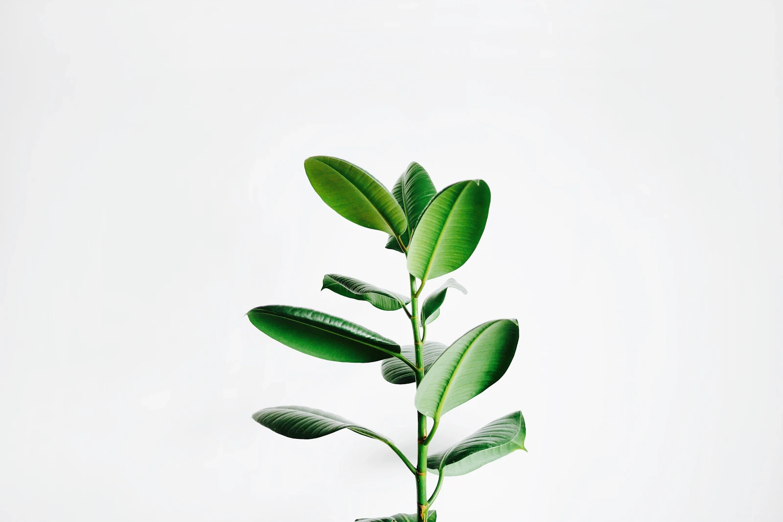 Entretien et taille d'un espace vert
